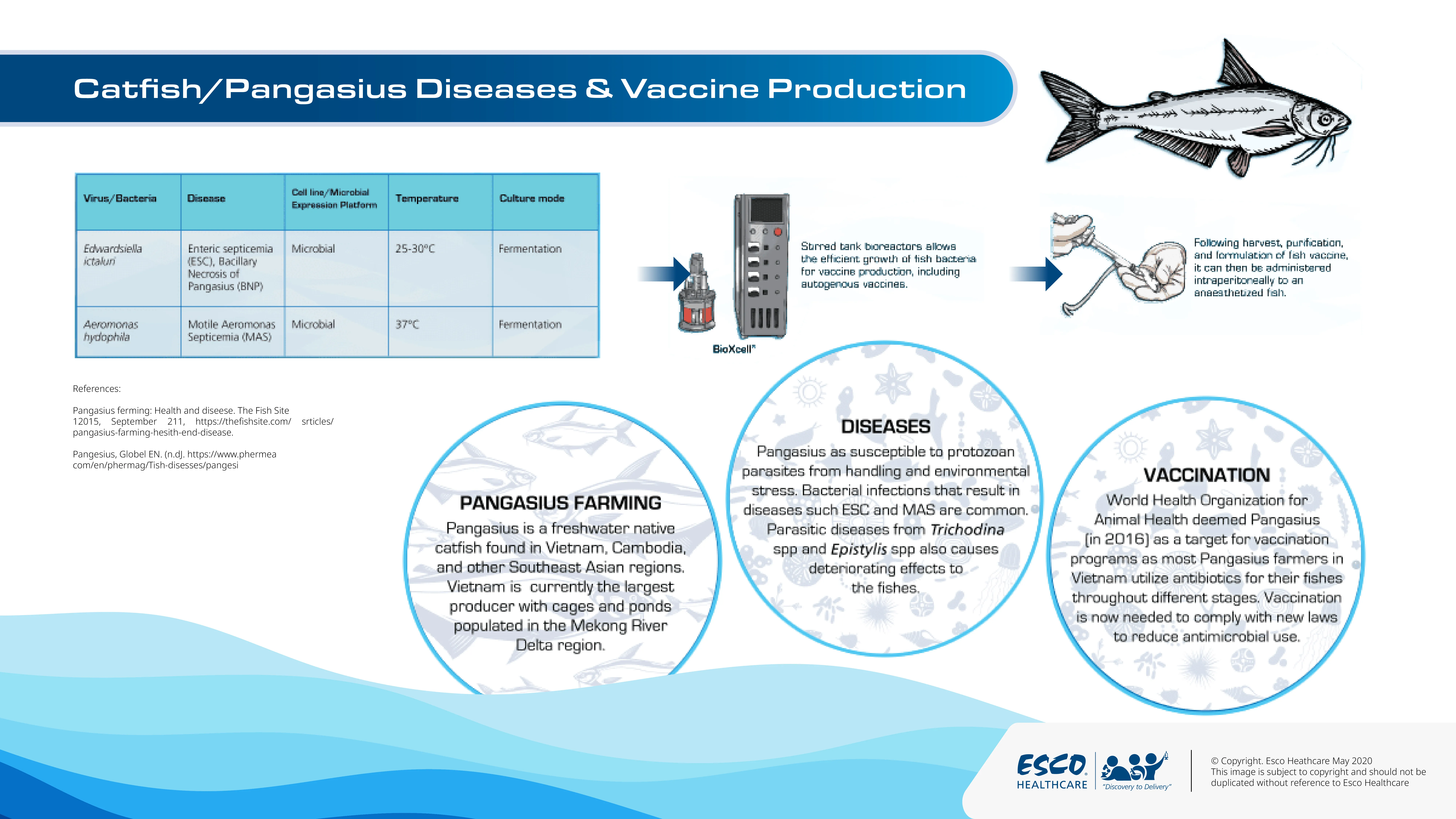 Barramundi Diseases and Vaccine Production